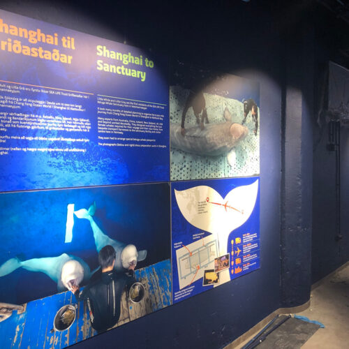 Beluga Interp panels 3