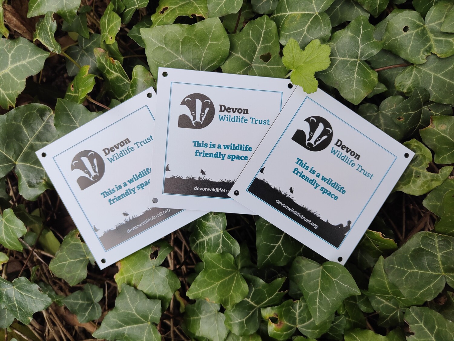 Dorset Wildlife Trust